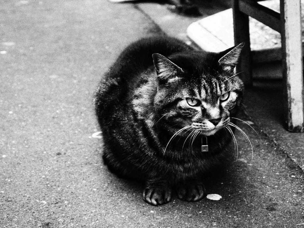 ゴールデン街の猫