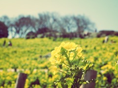 菜の花