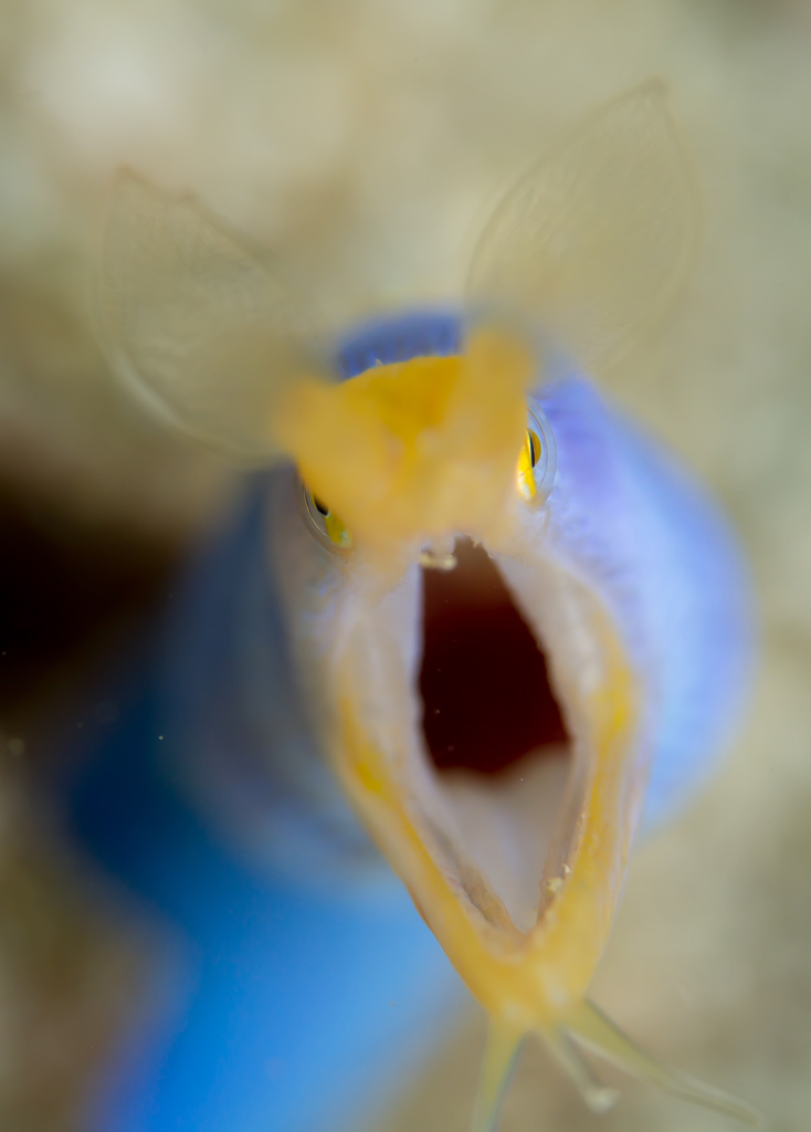 ハナヒゲウツボ