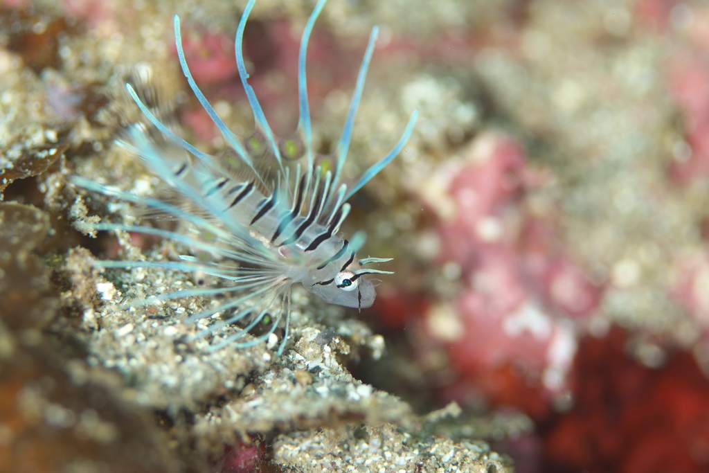 ミノカサゴ　幼魚