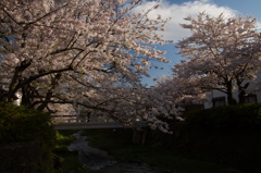 一の坂川の桜