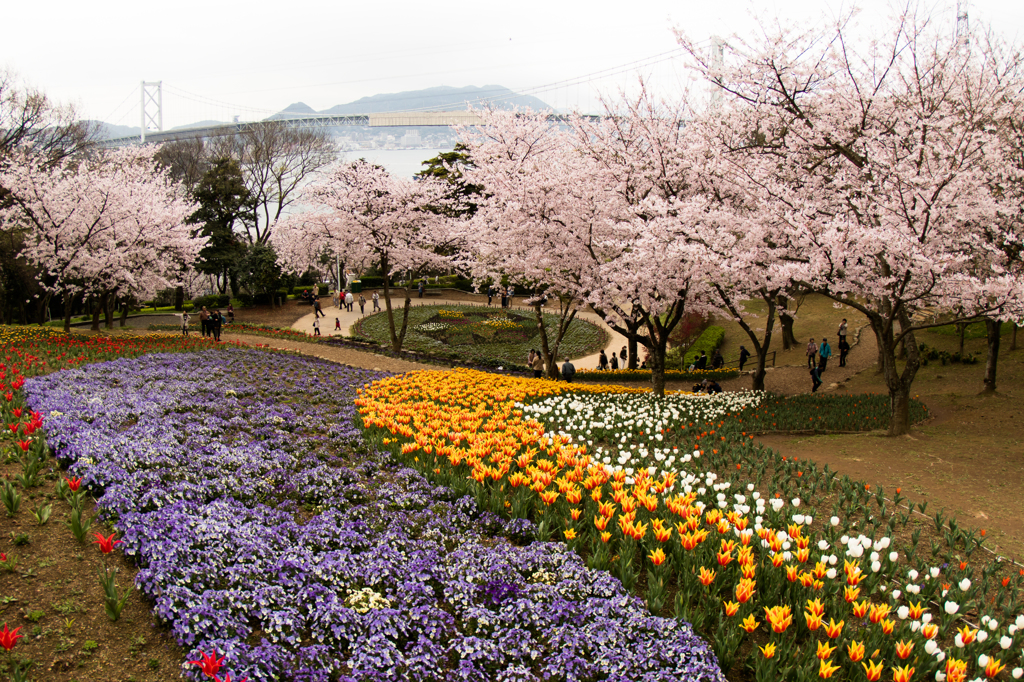 チューリップと桜