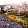 チューリップと桜