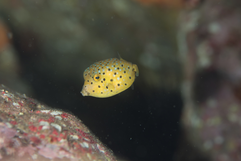 ミナミハコフグの幼魚