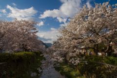 一の坂川の桜