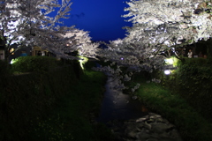 一の坂川　夜桜