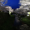 一の坂川　夜桜