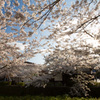 一の坂川の桜