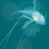キアンコウ幼魚
