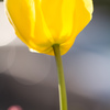チューリップ