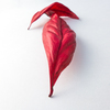 Fallen Leaves1