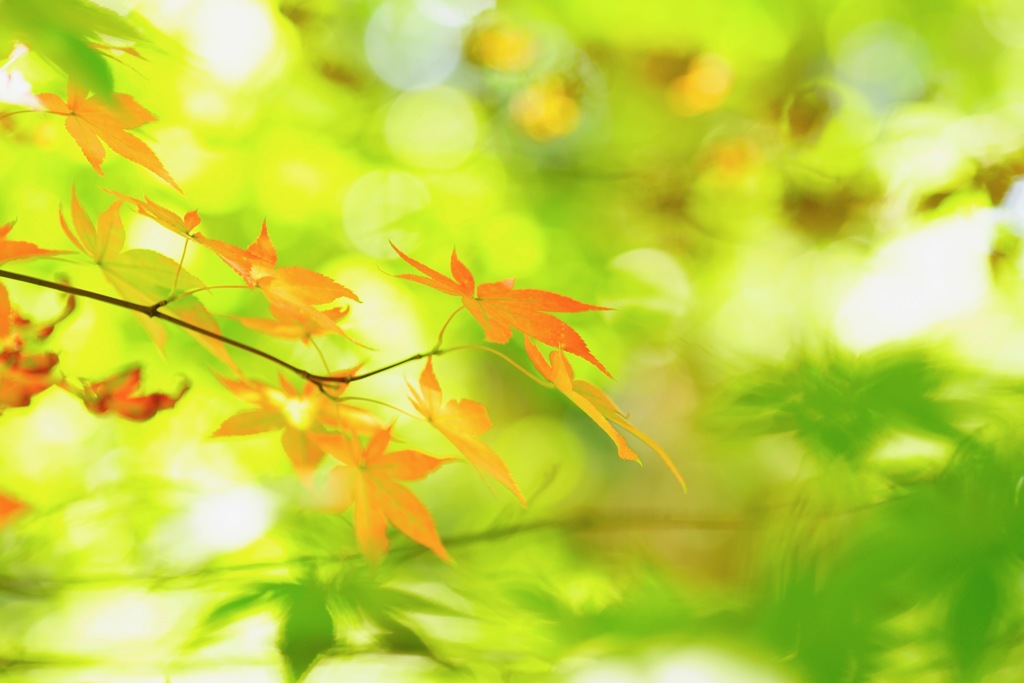 autumn color