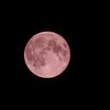 strawberry moon