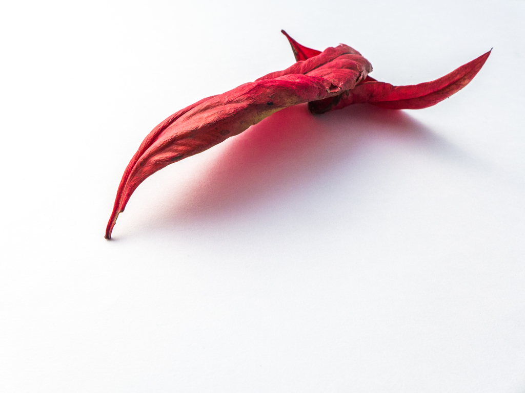 Fallen Leaves3
