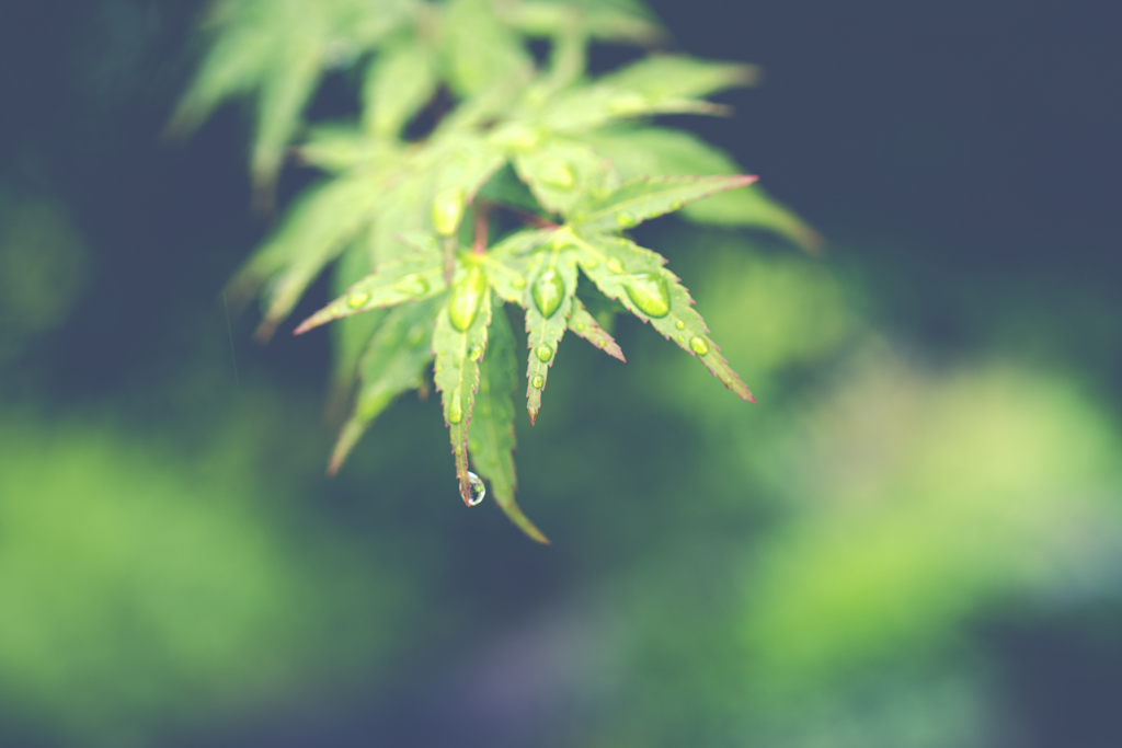 翠雨