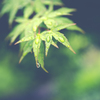 翠雨