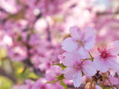河津桜