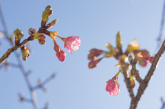 河津桜