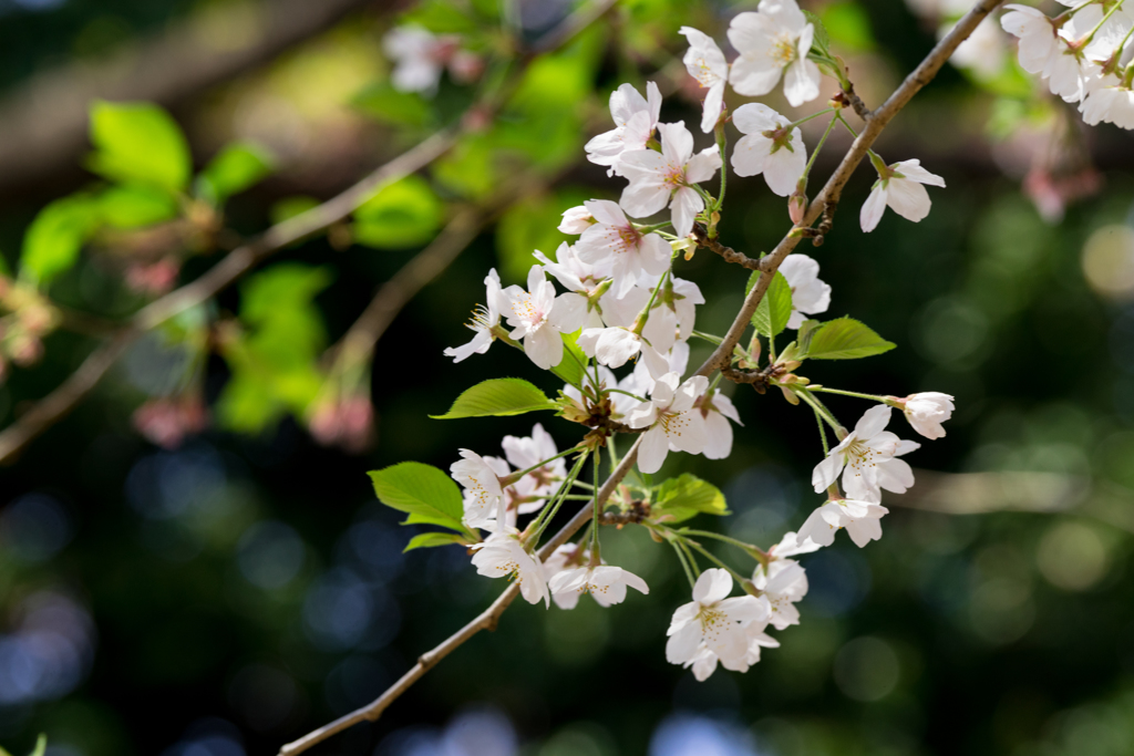 見納めの桜