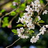 見納めの桜