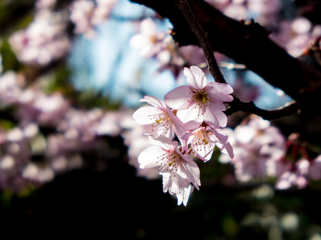 陽射しの中の桜