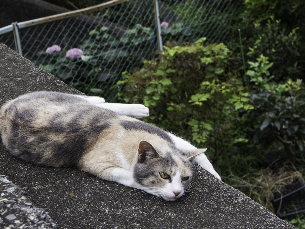 ふて猫
