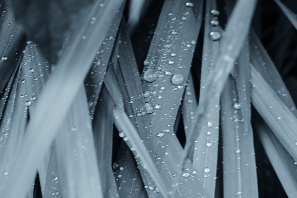 雨