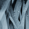 雨