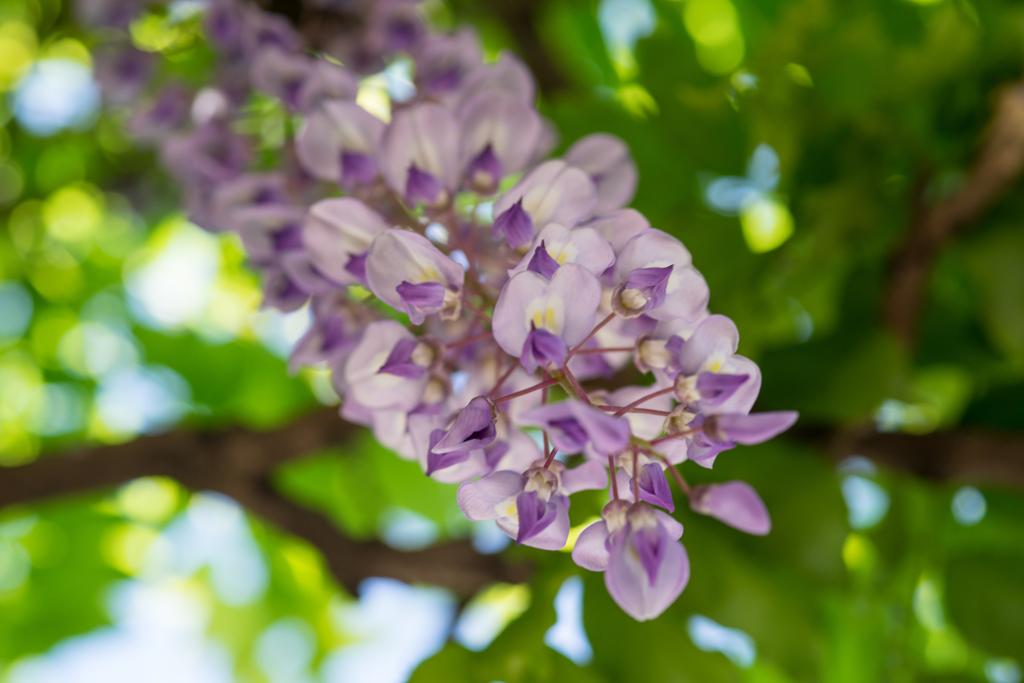 Wisteria