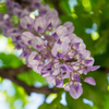 Wisteria