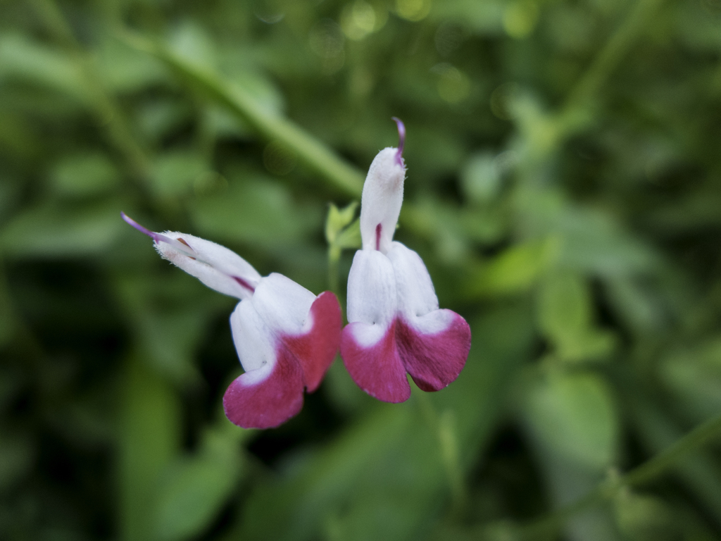 謎の花