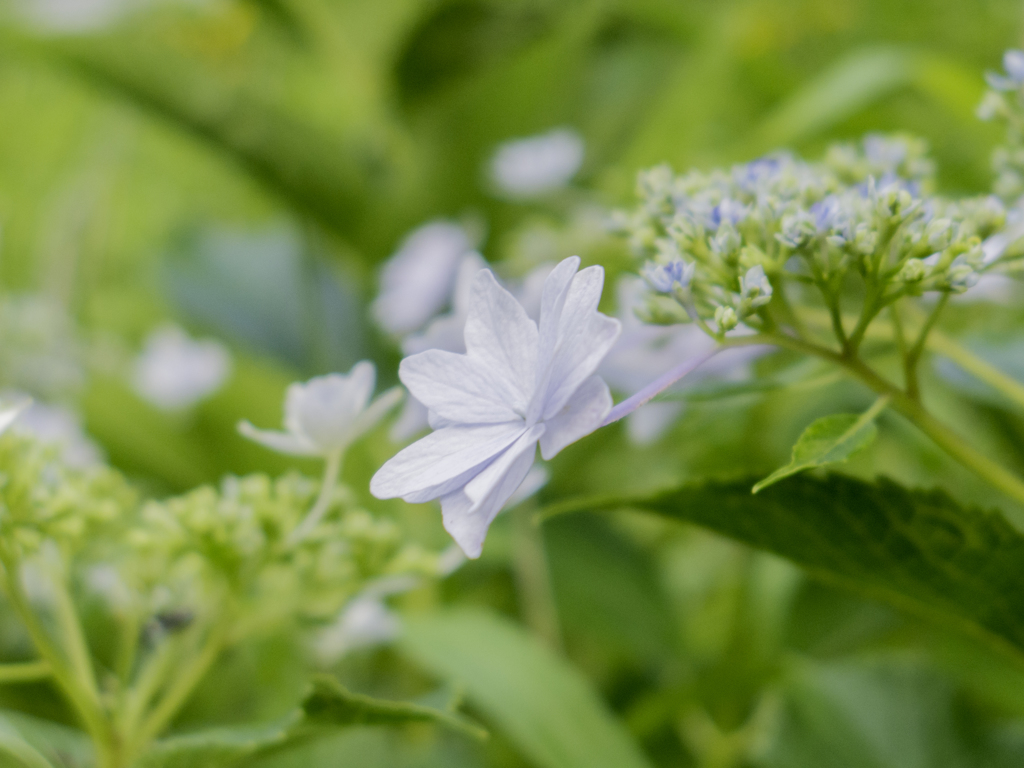 紫陽花