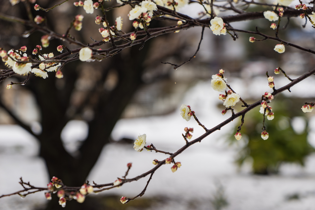 初雪