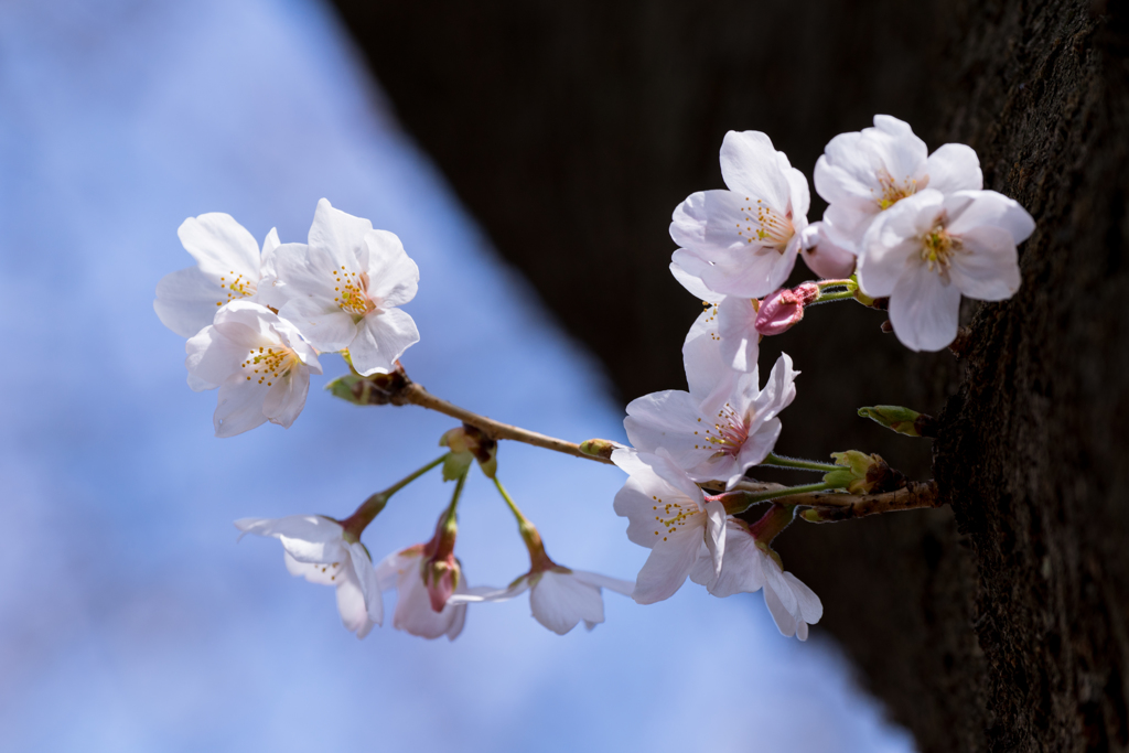 桜1