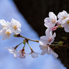 桜1