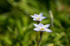 花にら