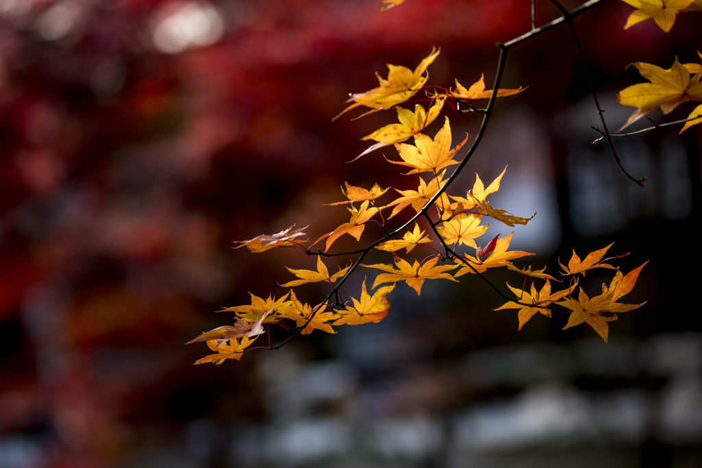 紅葉