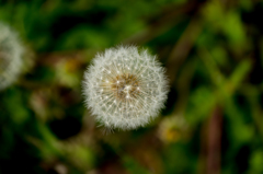 Dandelion