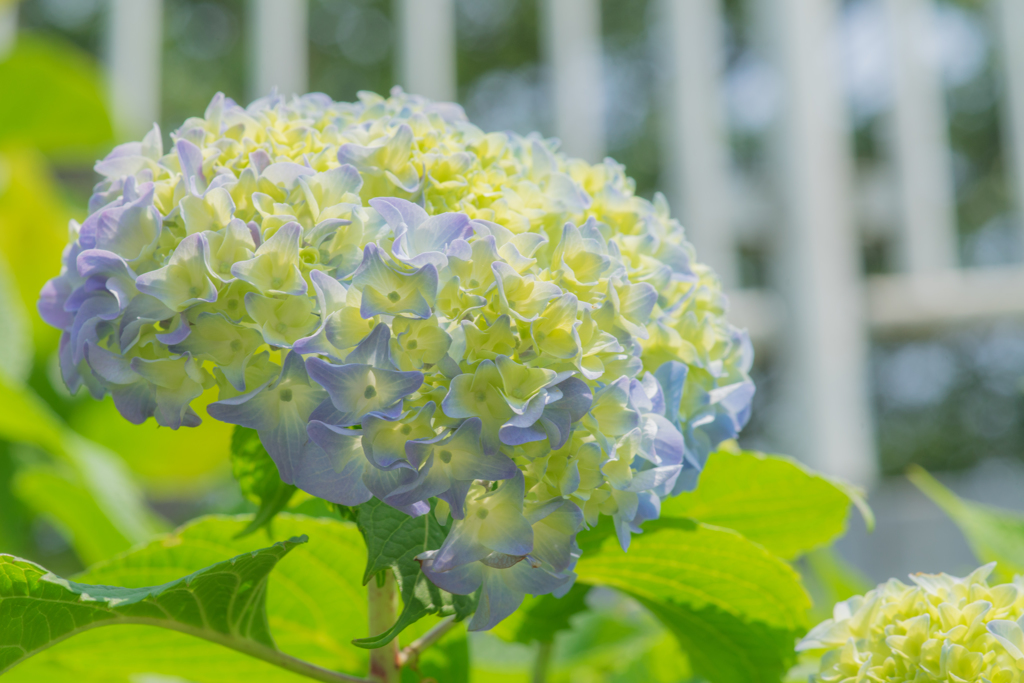 紫陽花@sunny day