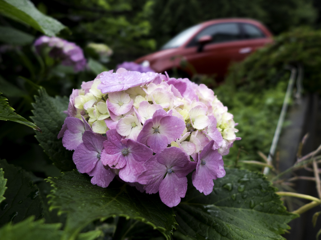 すっかり紫陽花の季節。