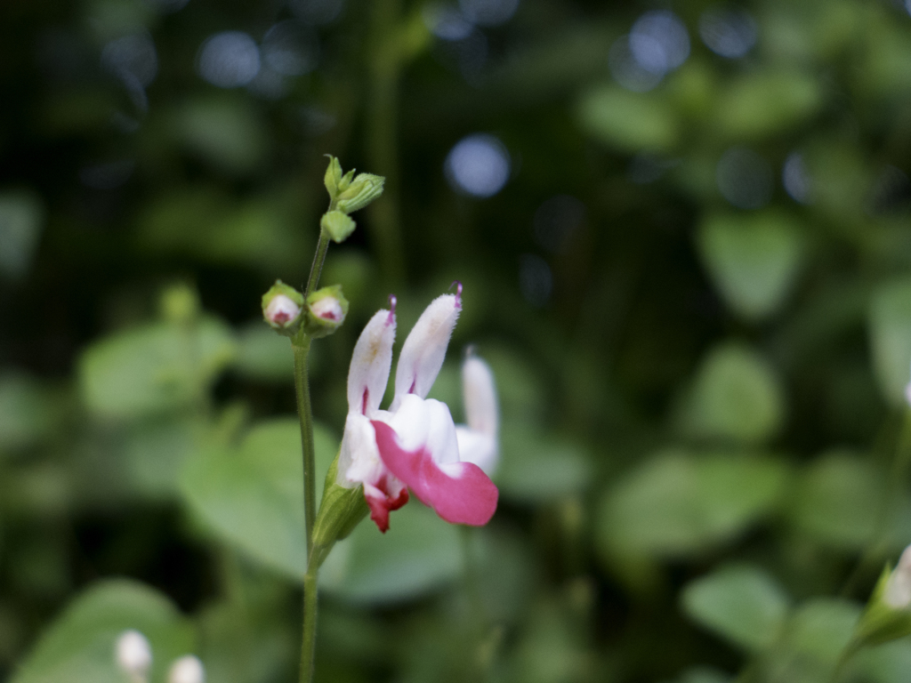 謎の花。その名は、ホットリップス。
