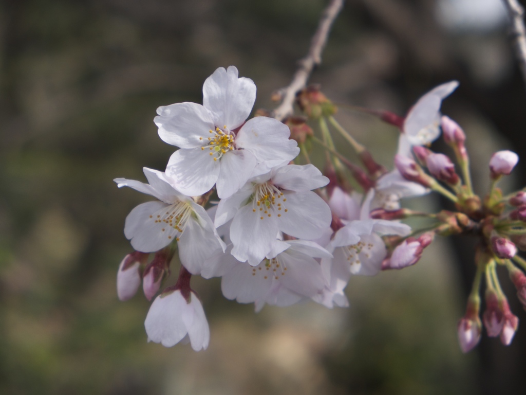 桜