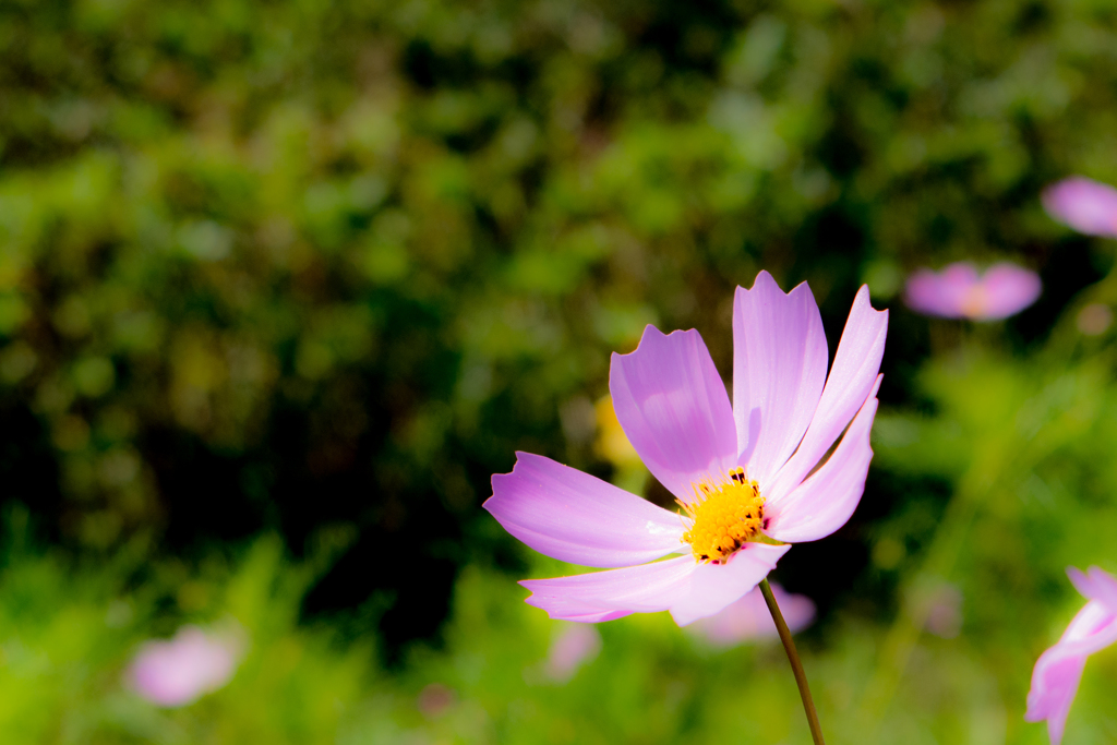 秋桜