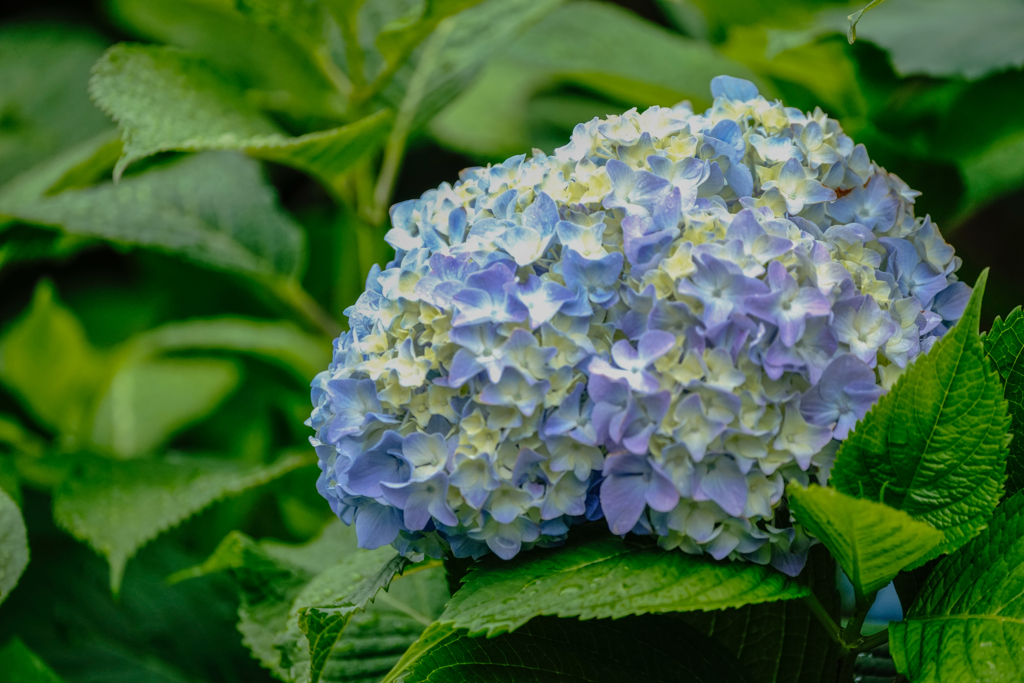 紫陽花@rainy day