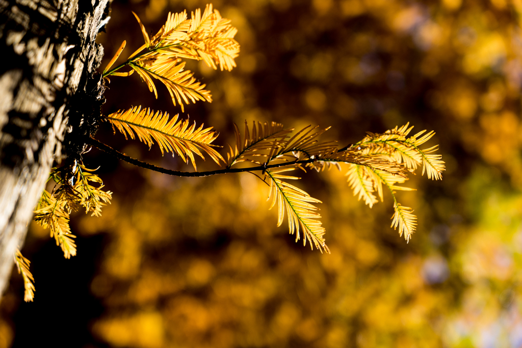 ゴールデンタイム