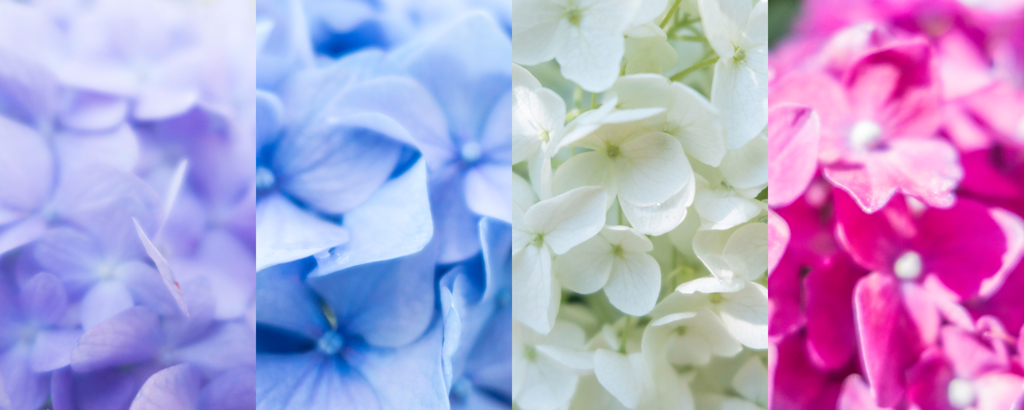 紫陽花、色々。