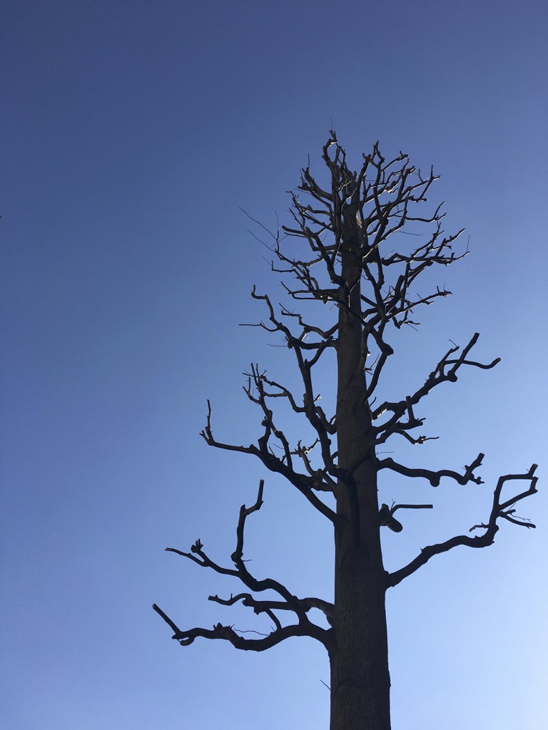 裸樹