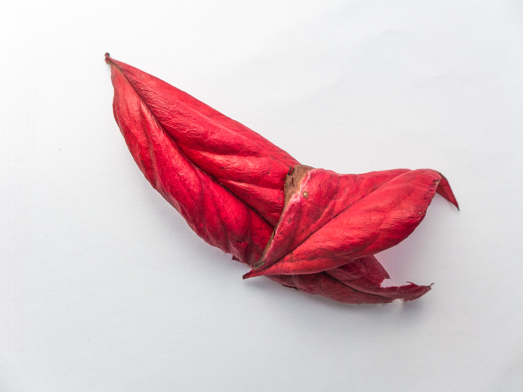 Fallen Leaves2