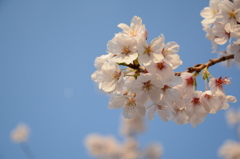 桜空