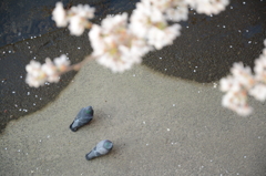 花見